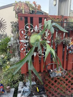 Beautiful Staghorn Fern On Iron