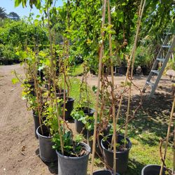 Grape Tree