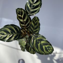 CALATHEA Prayer Plants Variegated Leaves In 4 Inches Pot