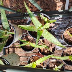 Potted Aloe Vera 