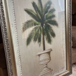 Palm Picture