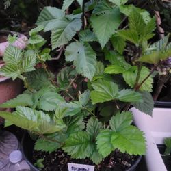 Organic Raspberry Plant in a 5-gal Nursery Pot