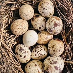 Fresh Quail Eggs ($4/dozen)
