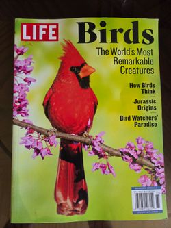 Life birds magazine