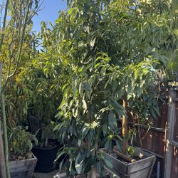 avocado tree huge 