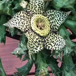 Orbea Variegata, Starfish Plant