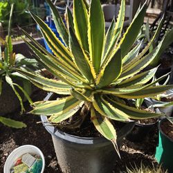 LARGE Agave TRI-COLOR Plant
