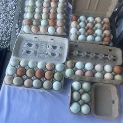 (12) One Dozen Free Range Eggs For Only $5.00