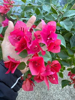 Red Bougainvillea vine