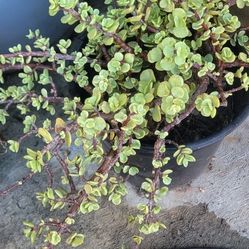 Plant