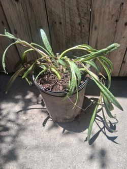 Leopard lilly 1 gallon pot indoor/outdoor plant