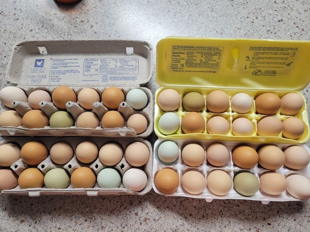 FRESH Free Range Non Gmo Eggs