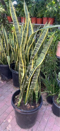 Snake planta