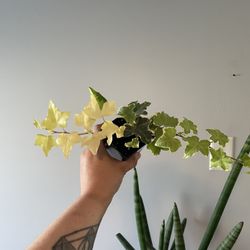 Variegated Ivy Plant