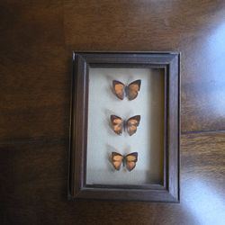 Framed Butterflies 