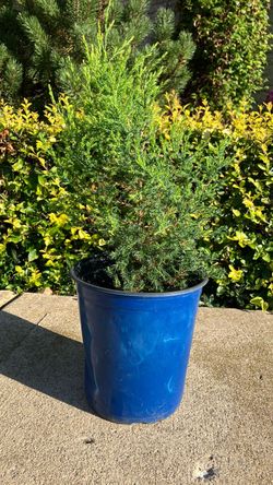 Potted Juniper Evergreen Shrub