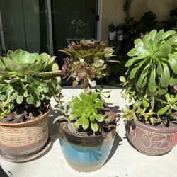 Beautiful Succulents