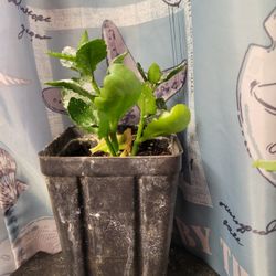 Kalanchoe, Orange Flowers