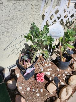 Collard green plant 20 bucks