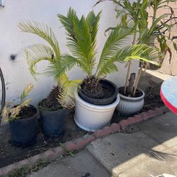 Palm Trees Plants