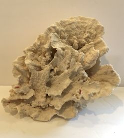 Huge stunning piece of Paco Paca coral real