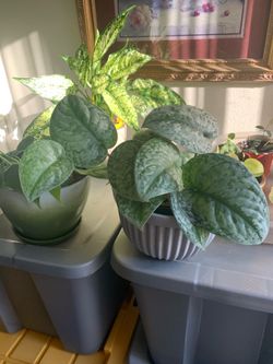 FREE plant cuttings (READ DESCRIPTION)