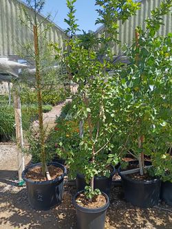 15 Gallon Apricot Trees