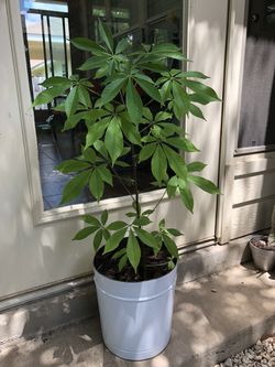 Fake plants for Sale in San Antonio, TX - OfferUp