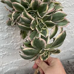 Mermaid Tail Crested old  sunbuster aeonium succulent cutting
