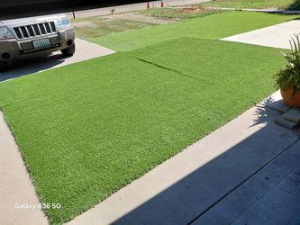 Turf grass