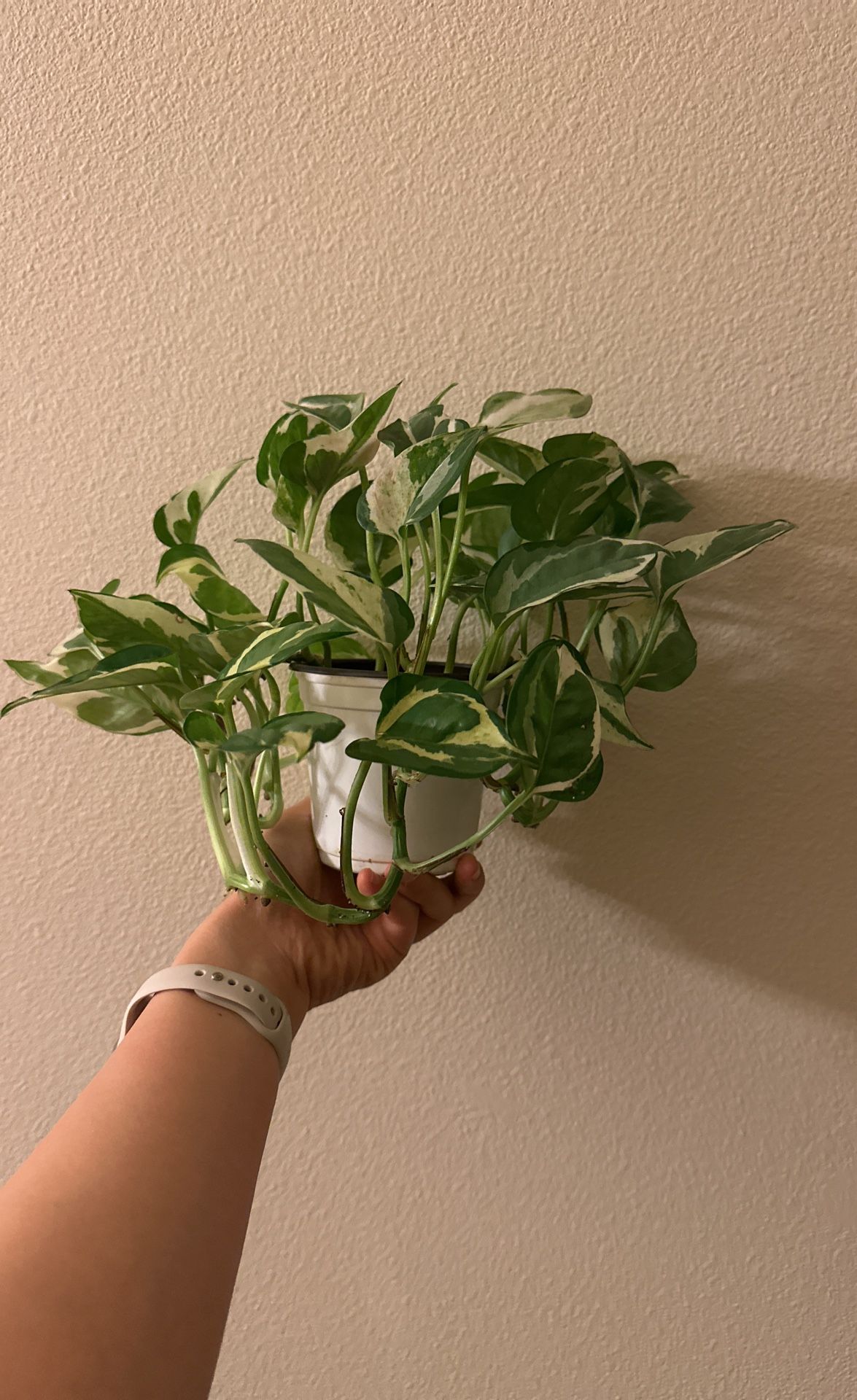 Pothos 'N'joy' Live Plant for Indoor | Different Houseplants in 4''' Pot | Real House Plant for Living Room, Office, Desk & Bathroom P1