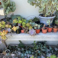 Variety Of Succulents 