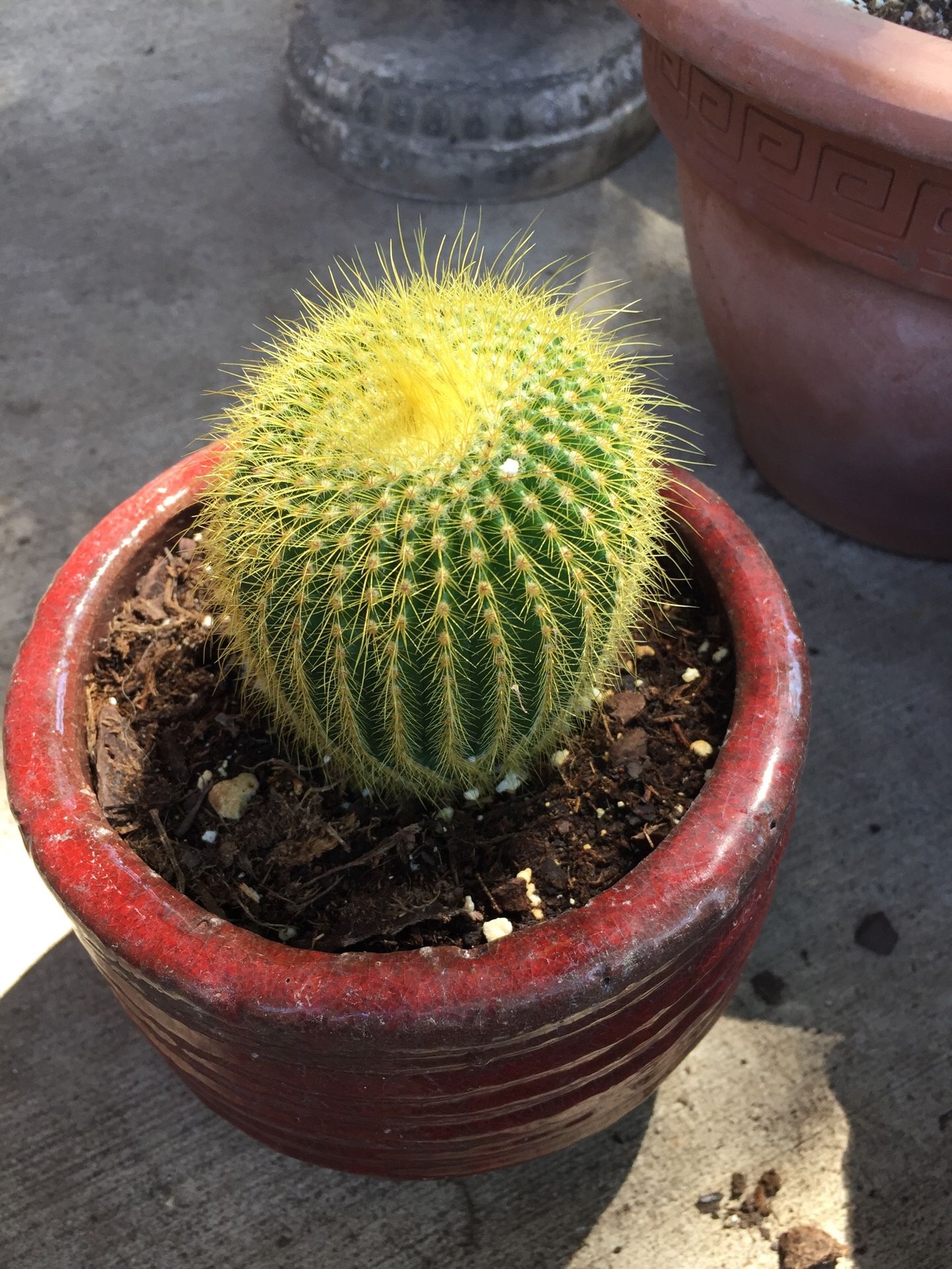 Beautiful cactus