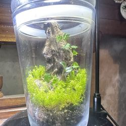 ❤️Valentines Day Gift- Bioactive Live Terrarium❤️  
