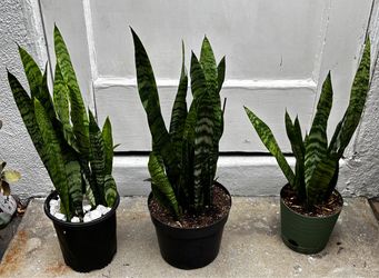KNOWN AS SANSEVIERIA   The Snake Plant Is Good for Cleaning The Air. This Plant Will  Do Good Anywhere In Your House Or Even On Your Desk At Work.