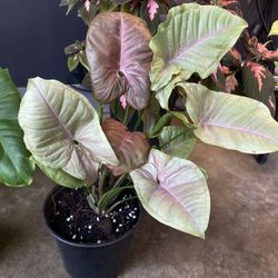 ✨ 6" Pot Neon Robusta | Syngonium✨ 