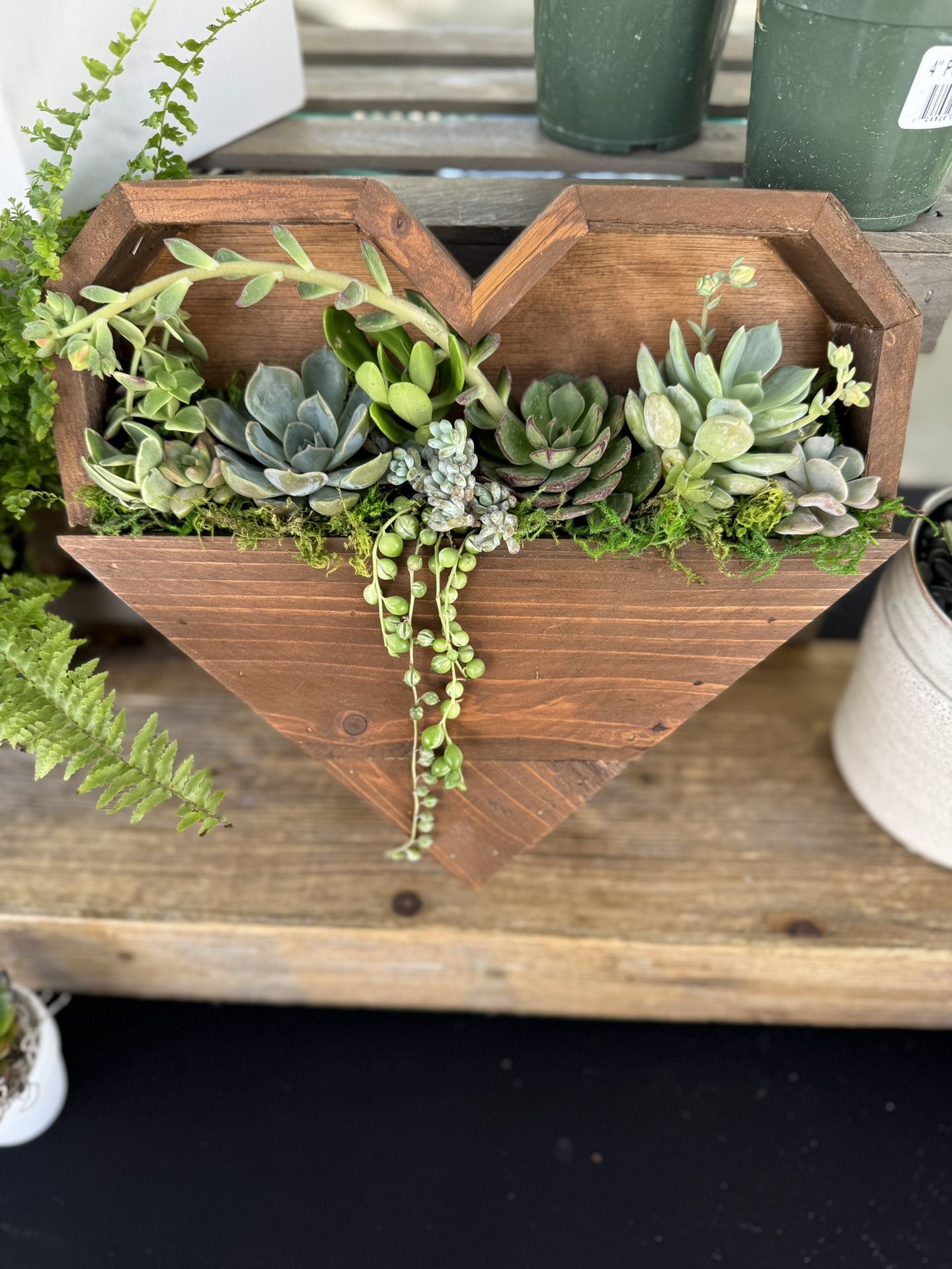 Succulent Arrangement 