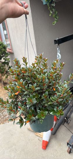 Gold fish plant