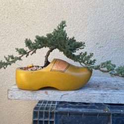 Bonsai Plants For Sale $35 Each