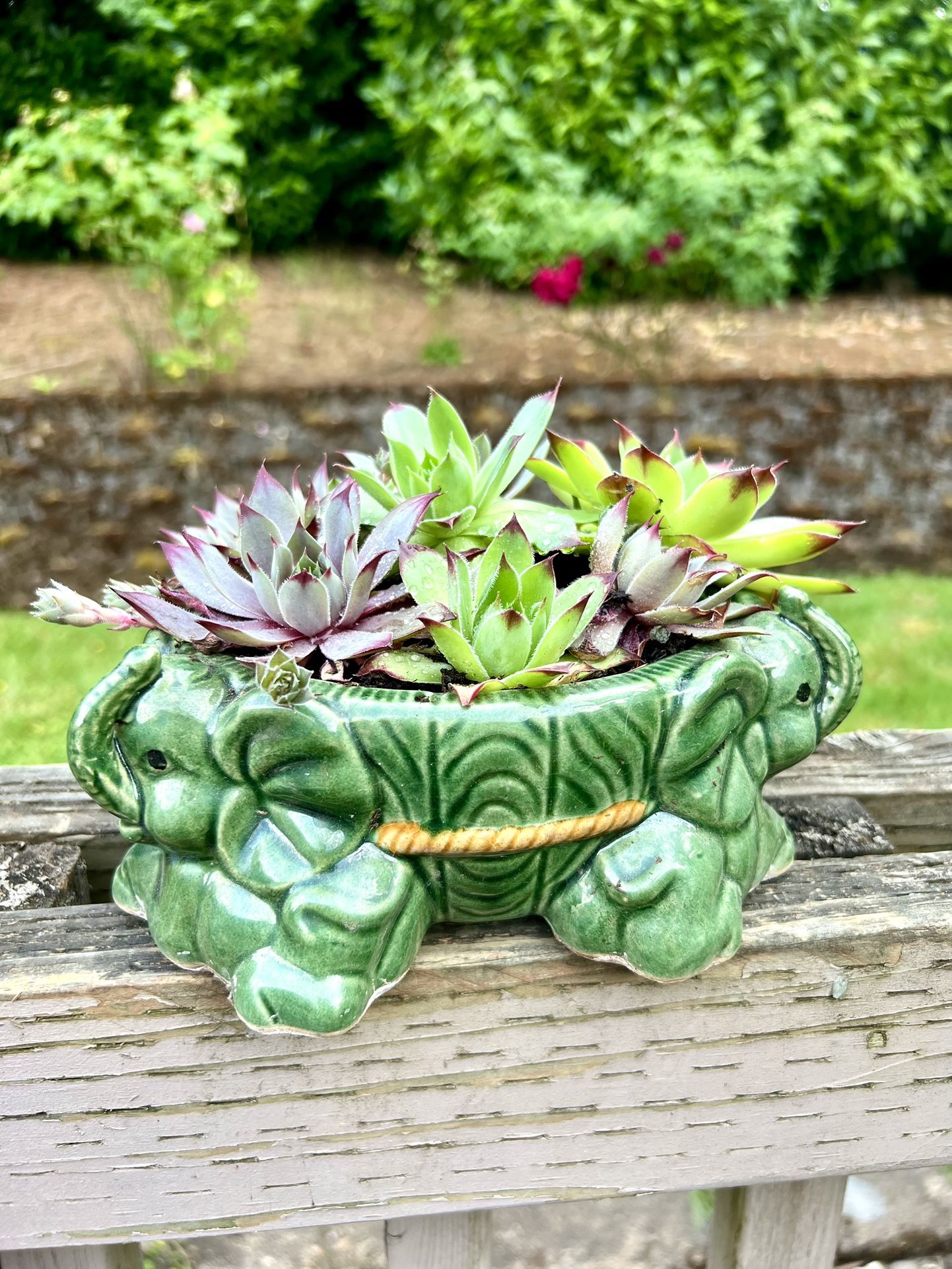 Succulents Plant 🪴