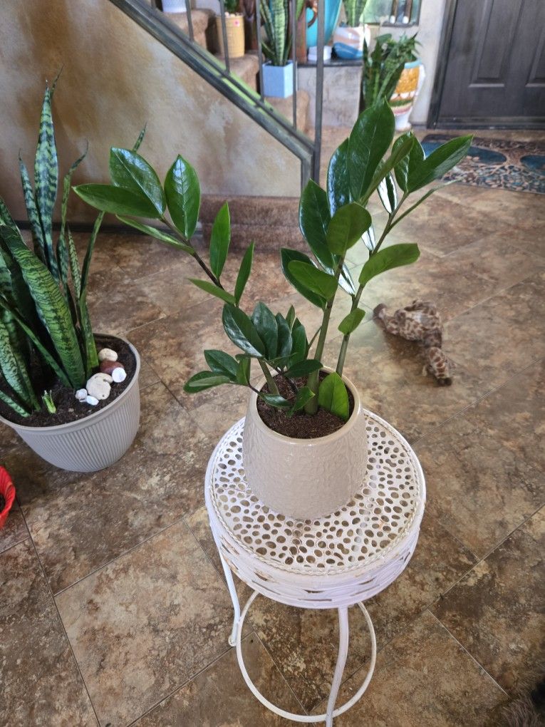ZZ Plant In New 6in Ceramic Pot With Drainage 