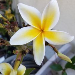 Plumeria