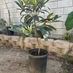 Loquat Tree