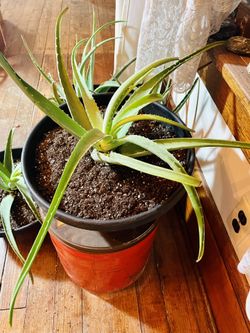Large And Small aloe Plants