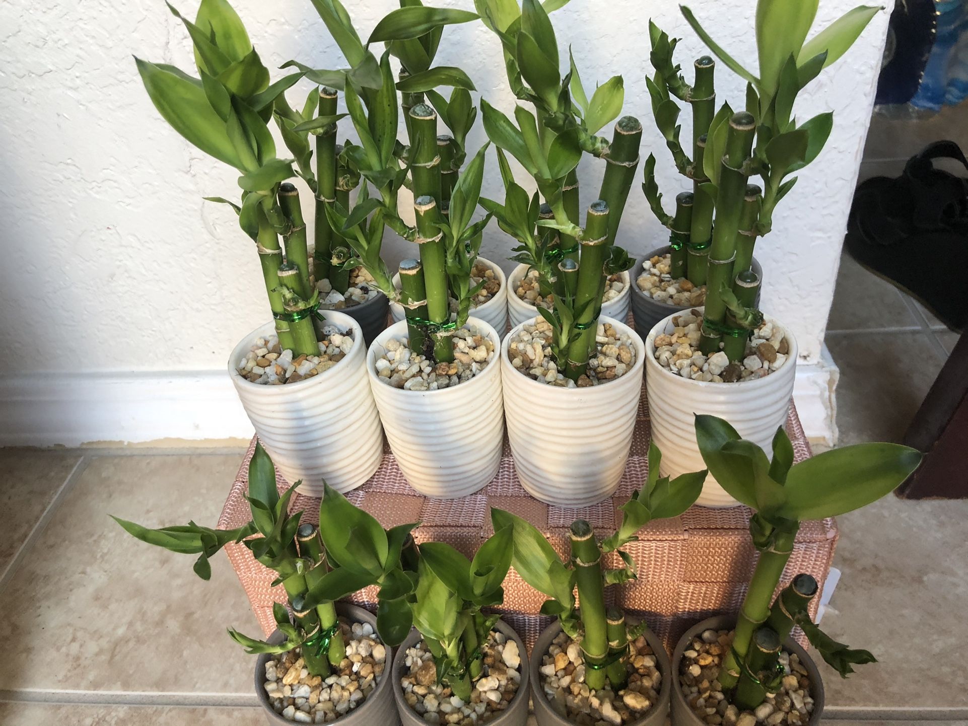 Lucky Bamboo With Nice Ceramic Vase Live Plant Indoor