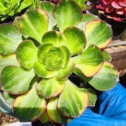 Aeonium Variegated  Buterfly Cluster Succulents Plants Pick Up In Upland 