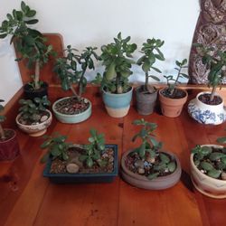 Jade Tree bonsai plants in ceramic art pots