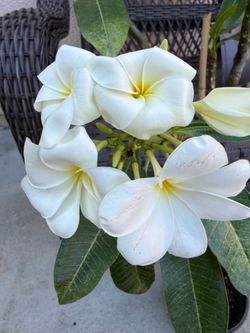 Ever green plumeria Hong Kong Plumeria