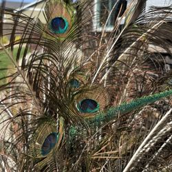 Peacock Feathers 