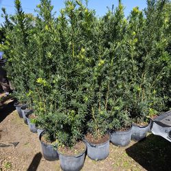 Beautiful Podocarpus Over 6+ Feet Tall Instant Privacy Hedge For Fence Green Full Ready For Planting 